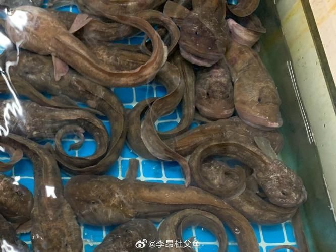 逛魚圖片大全 龍魚論壇 第23張 逛魚圖片大全 逛魚圖片大全 龍魚論壇 第23張