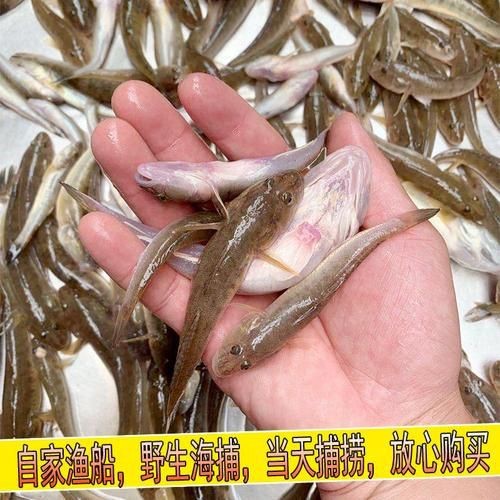 逛魚圖片大全 龍魚論壇 第24張 逛魚圖片大全 逛魚圖片大全 龍魚論壇 第24張