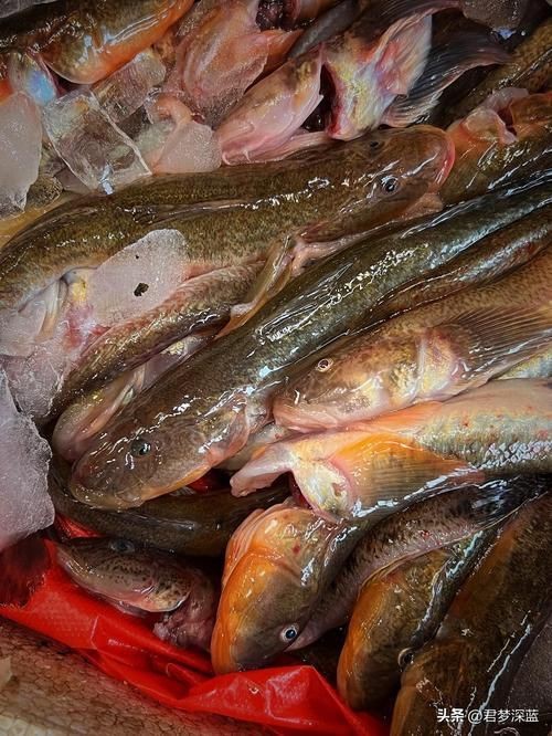 逛魚圖片大全 龍魚論壇 第22張 逛魚圖片大全 逛魚圖片大全 龍魚論壇 第22張