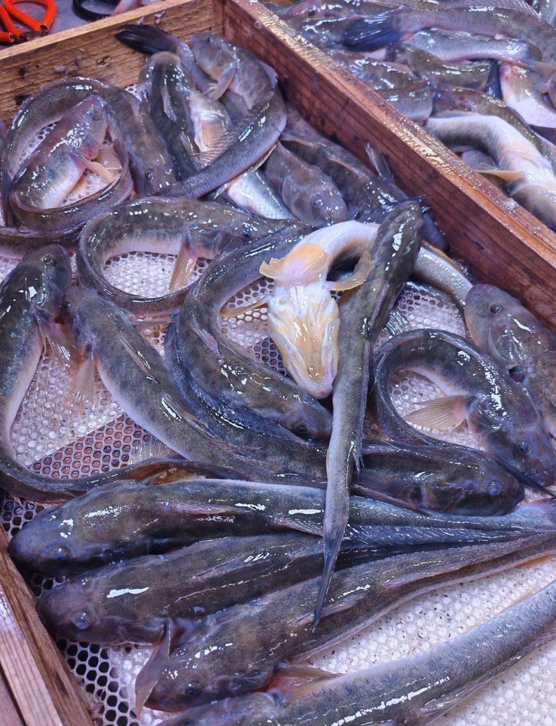 逛魚圖片大全 龍魚論壇 第25張 逛魚圖片大全 逛魚圖片大全 龍魚論壇 第25張