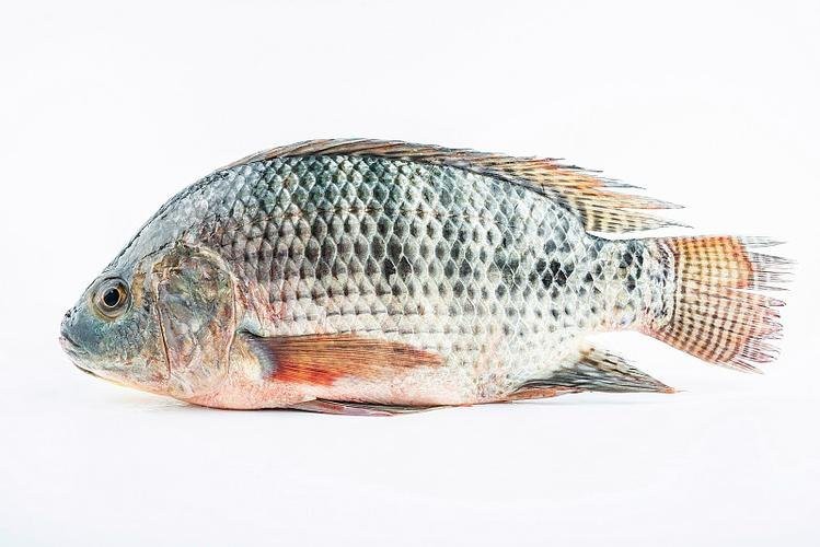 福壽魚好吃嗎 福壽魚好吃嗎 龍魚論壇 第3張