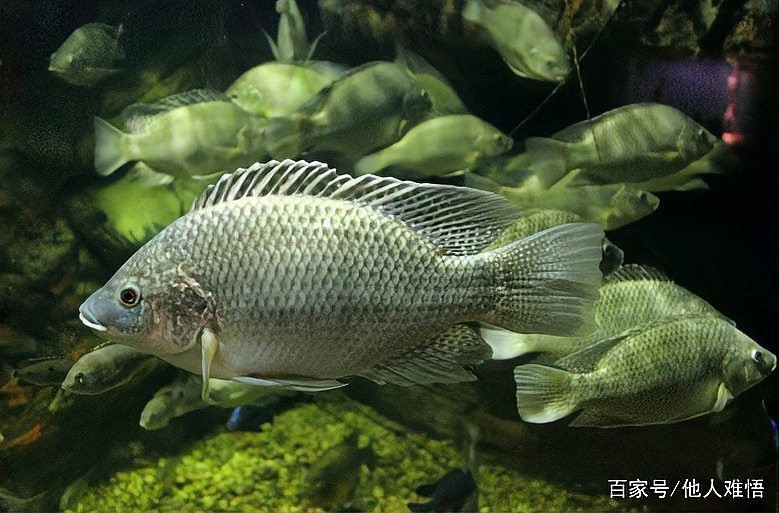 福壽魚好吃嗎 福壽魚好吃嗎 龍魚論壇 第1張