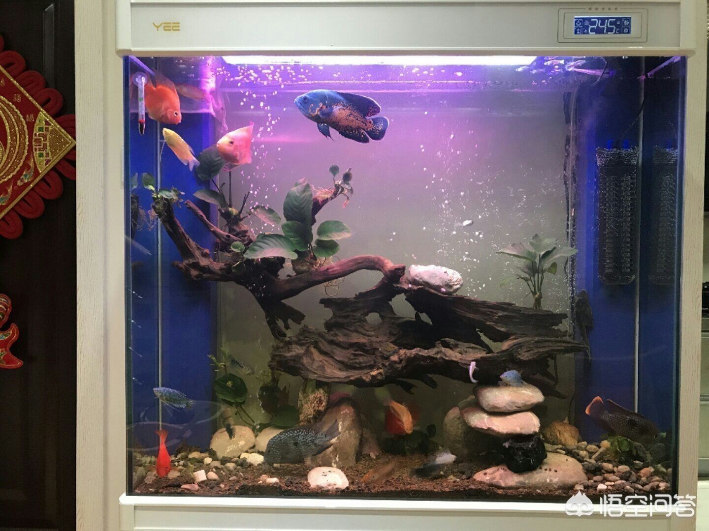 才換的水,為什么魚缸水總變渾濁