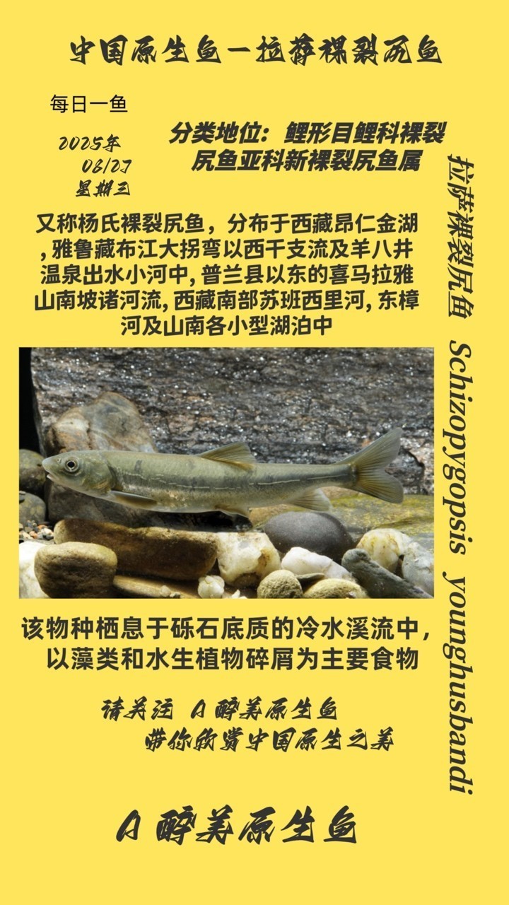 拉薩裸裂尻魚 拉薩裸裂尻魚 龍魚論壇