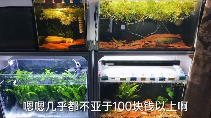 如何防止雷龍魚跳缸，如何防止雷龍魚跳缸保護其安全和健康應確保魚缸尺寸適中