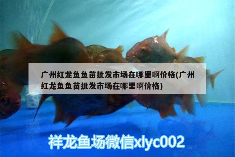 <strong><mark>山丹</mark></strong>縣同樂魚坊生態水族店