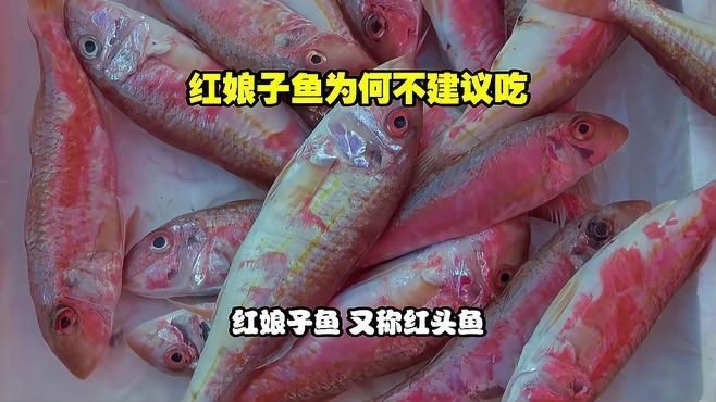 紅娘子魚為何要盡量少吃