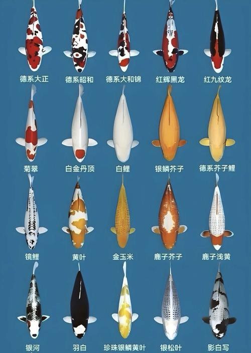 頂級錦鯉圖片