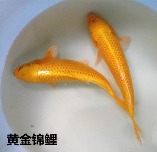 頂級錦鯉圖片