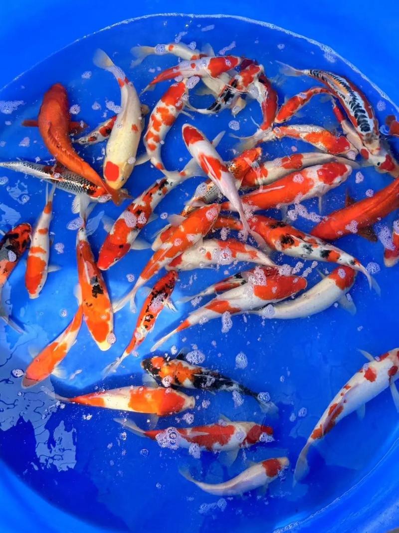 頂級錦鯉圖片