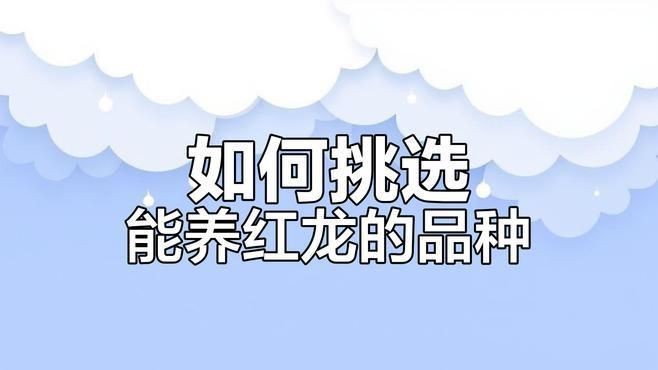 紅龍魚養(yǎng)什么品種最好