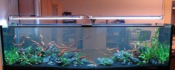 如何調(diào)節(jié)魚缸內(nèi)的光照周期：如何調(diào)節(jié)魚缸內(nèi)的光照周期以優(yōu)化其生態(tài)環(huán)境
