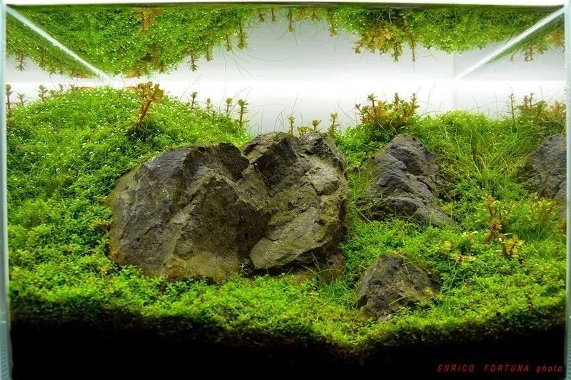 如何準備水草造景參賽作品？ 如何準備水草造景參賽作品？ 2025長城杯龍魚大賽 第3張