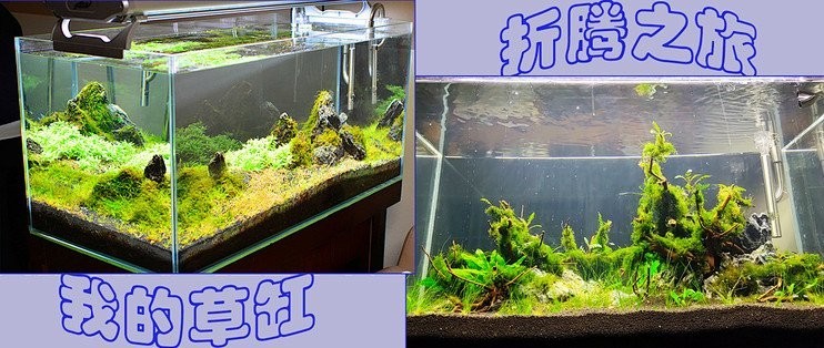 如何準備水草造景參賽作品？ 如何準備水草造景參賽作品？ 2025長城杯龍魚大賽 第1張