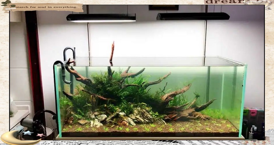 如何準備水草造景參賽作品？ 如何準備水草造景參賽作品？ 2025長城杯龍魚大賽 第2張