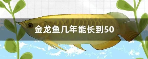 50厘米金龍魚要長幾年呢圖片（50厘米金龍魚多少錢一條50厘米的金龍魚多少錢）