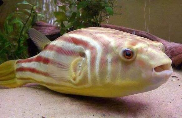 巨型龍魚擺件怎么擺放：巨型龍魚擺件怎么擺放巨型龍魚擺件擺放指南