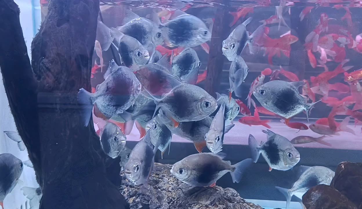 黑桃A魚(yú)市場(chǎng)行情：黑桃a魚(yú)市場(chǎng)價(jià)格波動(dòng) 黑桃A魚(yú)市場(chǎng)行情：黑桃a魚(yú)市場(chǎng)價(jià)格波動(dòng) 龍魚(yú)百科 第3張