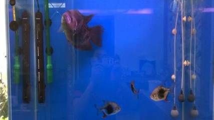 黑桃A魚(yú)市場(chǎng)行情：黑桃a魚(yú)市場(chǎng)價(jià)格波動(dòng) 黑桃A魚(yú)市場(chǎng)行情：黑桃a魚(yú)市場(chǎng)價(jià)格波動(dòng) 龍魚(yú)百科 第1張