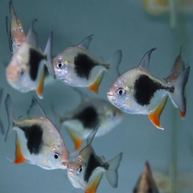 黑桃A魚(yú)市場(chǎng)行情：黑桃a魚(yú)市場(chǎng)價(jià)格波動(dòng) 黑桃A魚(yú)市場(chǎng)行情：黑桃a魚(yú)市場(chǎng)價(jià)格波動(dòng) 龍魚(yú)百科 第4張
