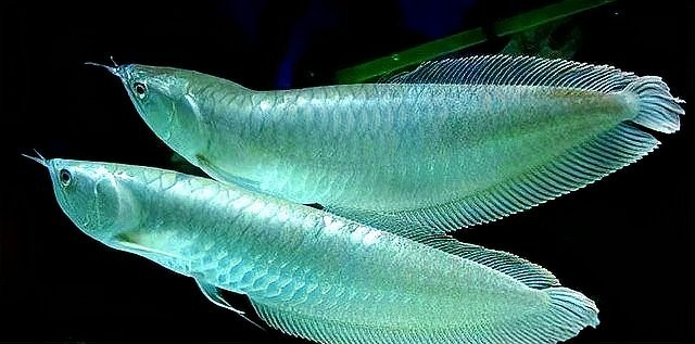 銀龍魚(yú)是哪個(gè)國(guó)家的魚(yú)