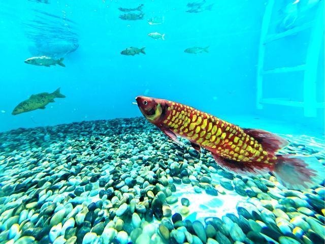 智能仿生魚“金鱗”有哪些功能？