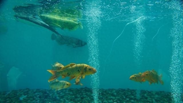 智能仿生魚“金鱗”有哪些功能？