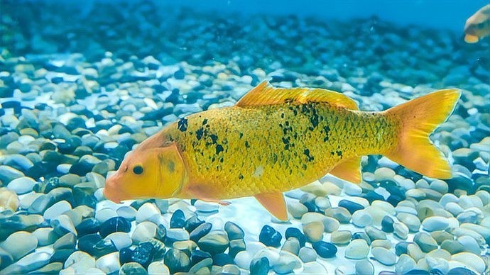 智能仿生魚“金鱗”有哪些功能？