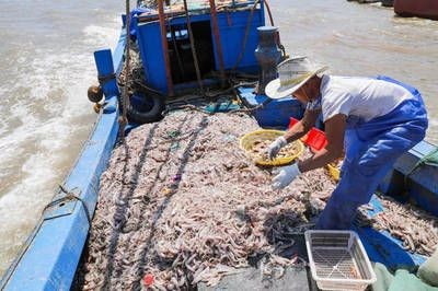 白龍魚刺多不多怎么看圖解：白龍魚刺多不多怎么看圖解白龍魚刺多不多怎么看圖解 白龍魚刺多不多怎么看圖解：白龍魚刺多不多怎么看圖解白龍魚刺多不多怎么看圖解 龍魚百科 第1張