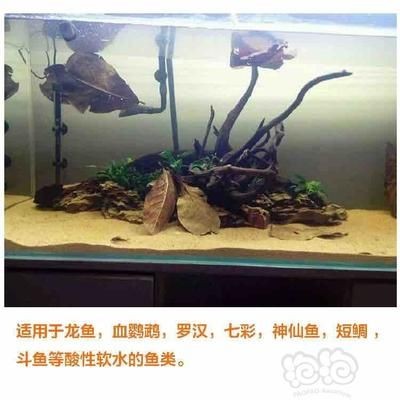 魚缸放橄欖葉好嗎：如何判斷橄欖葉是否新鮮