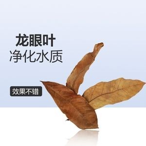 魚缸放橄欖葉好嗎：如何判斷橄欖葉是否新鮮