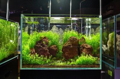 海底造景魚缸設計需要考慮的問題：海底造景魚缸設計是熱帶魚飼養與種植基礎上發展起來的