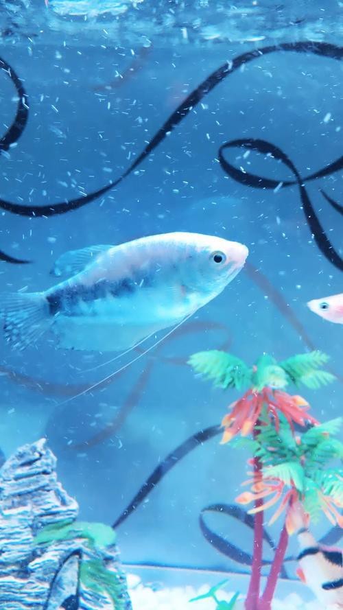 萬龍魚圖片