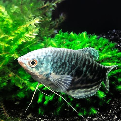 萬龍魚圖片