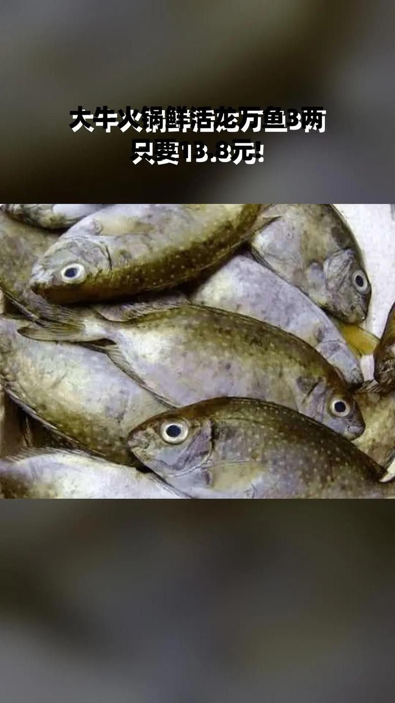 魚肚子凹陷是否嚴重，魚肚子凹陷能自愈嗎？，如何判斷魚肚子凹陷是否嚴重