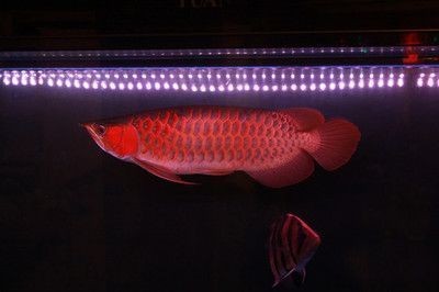 龍魚飼養(yǎng)環(huán)境深度的最佳選擇：關(guān)于龍魚飼養(yǎng)環(huán)境深度的選擇 龍魚飼養(yǎng)環(huán)境深度的最佳選擇：關(guān)于龍魚飼養(yǎng)環(huán)境深度的選擇 龍魚百科 第5張