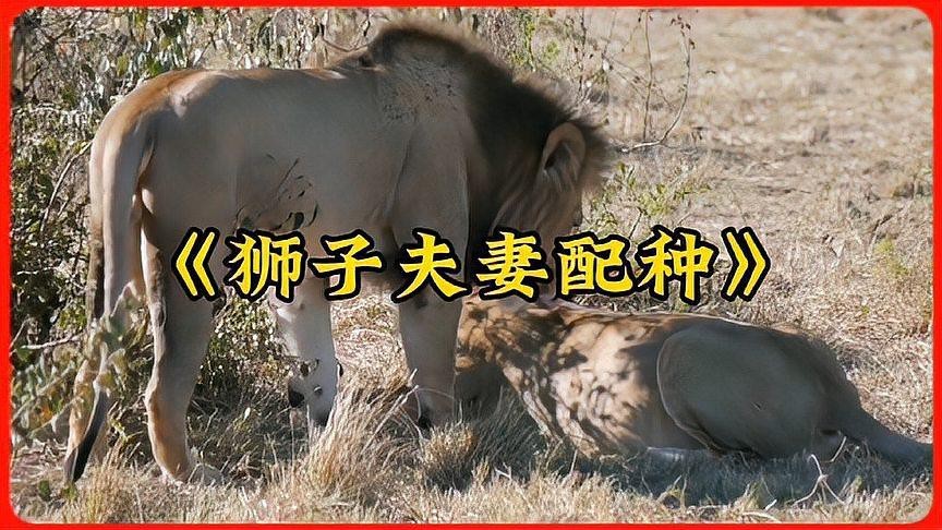 動物配對成功視頻大全