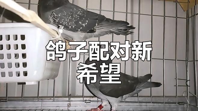 動物配對成功視頻大全