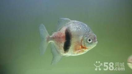 如何讓龍魚不咬其他魚：混養龍魚的注意事項