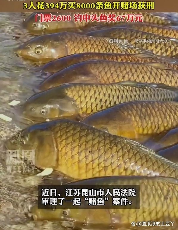 獲獎金魚將如何處理？