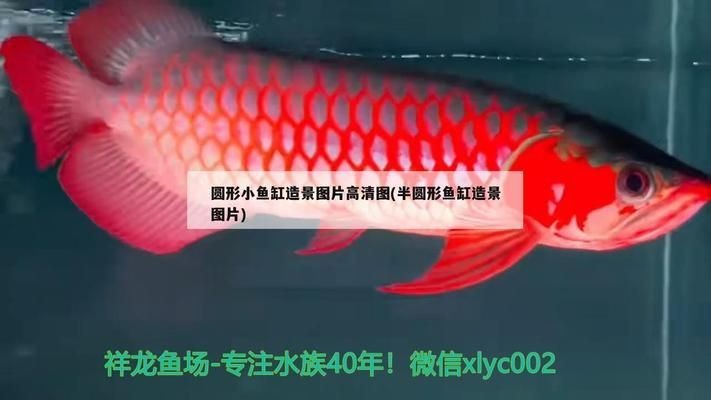 異形魚(yú)缸造景圖片高清：異形魚(yú)缸造景圖片高清展示了一個(gè)獨(dú)特而引人注目的魚(yú)缸景觀