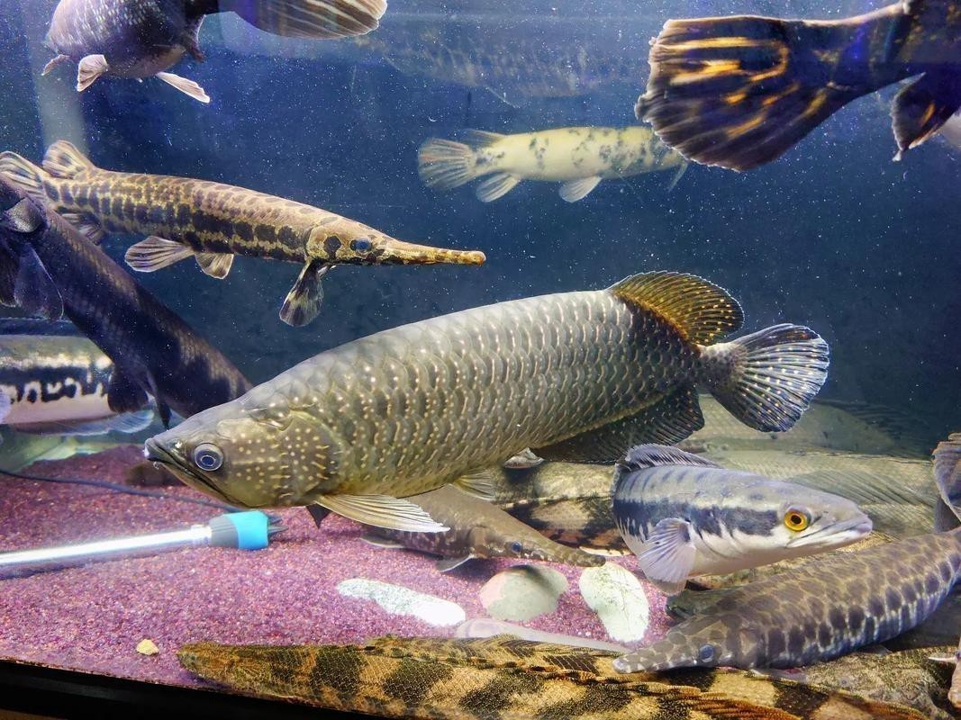 點金龍魚和金龍魚有什么區別？