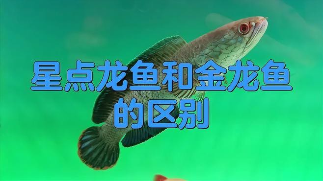 點金龍魚和金龍魚有什么區別？