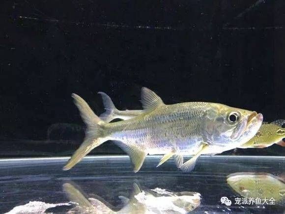泰龐海鰱和龍魚混養(yǎng)好嗎：泰龐海鰱和龍魚混養(yǎng)的技巧和注意事項(xiàng)泰龐海鰱混養(yǎng)的注意事項(xiàng)