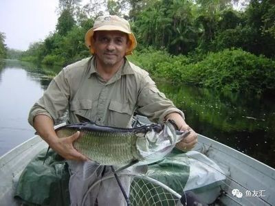 泰龐海鰱和龍魚混養(yǎng)好嗎：泰龐海鰱和龍魚混養(yǎng)的技巧和注意事項(xiàng)泰龐海鰱混養(yǎng)的注意事項(xiàng)