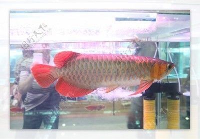 宜昌高新區水云間生態家居水族館（宜昌高新區水云間生態家居水族館電話）