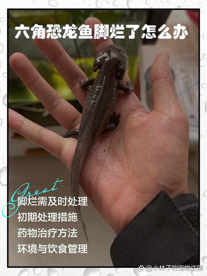 六角恐龍魚爪子爛了發(fā)白 六角恐龍魚爪子爛了發(fā)白 龍魚論壇 第3張
