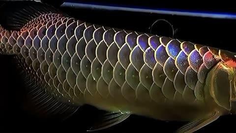 能否詳細(xì)介紹馬來(lái)西亞祥龍魚(yú)場(chǎng)？