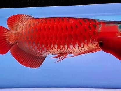 5A賽級紅龍有哪些品種？