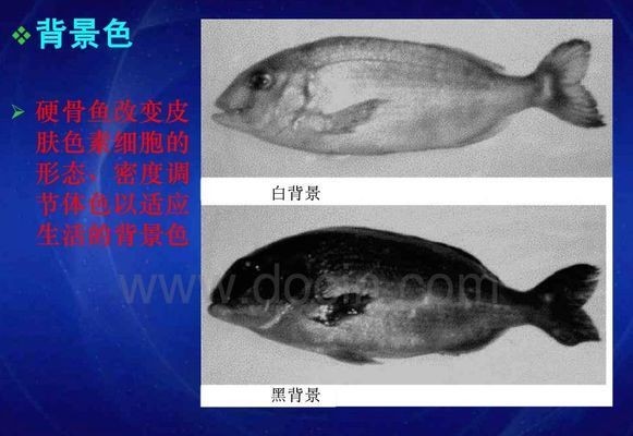龍魚為什么養著會變色：龍魚養殖技術｜龍魚變色的原因